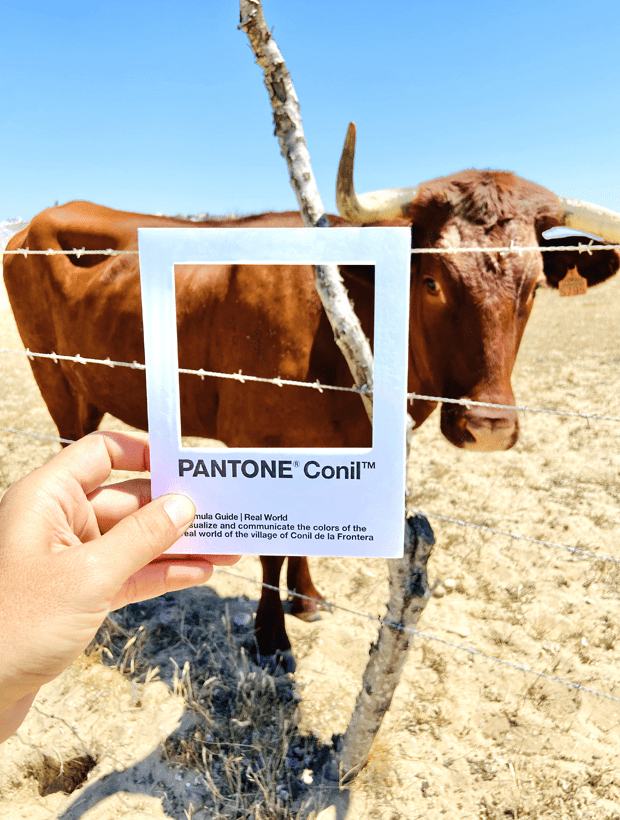 Vaca. Pantone Conil Vaca. Pantone Conil