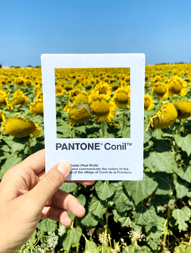 Girasoles. Pantone Conil